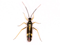 Cyllecoris histrionius